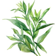 Canvas Print - Hand-Painted Tarragon Herb. Watercolor Illustration of Fresh Green Tarragon Leaf isolated on White Background