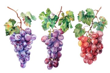 Poster - Watercolor Grape Harvest. Hand-drawn Illustration of Ripe Grapes in Green and Blue. Fresh and Juicy Fruits