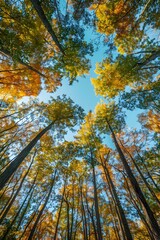 Poster - Looking up at the colorful autumn leaves