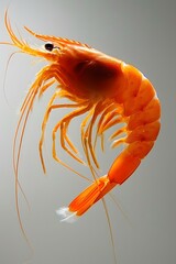 A red shrimp isolated on a white background