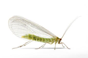 Green Lacewing Insect