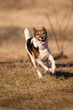 © Oszkár Dániel Gáti - fox terrier dog running happily on a dry yellow field