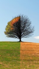 tree of contrast: life and drought depicting the impact of climate change