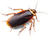 © Аrtranq - Close-Up Cockroach Image