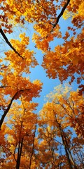 Poster - Looking up at the colorful leaves of autumn trees