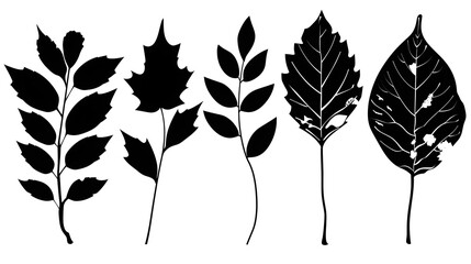Wall Mural - Minimalist Black and White Leaves and Foliage Silhouettes