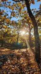 Sticker - sunlight shining through the trees in autumn