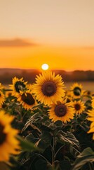 Sunflowers field at sunset with vibrant sky. Nature and tranquility concept