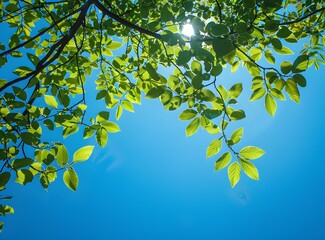 Wall Mural - Sunlight shining through the leaves of a tree