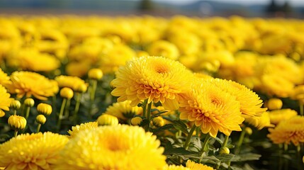 Poster - flowers yellow mums