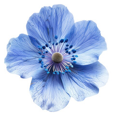 Wall Mural - PNG  Delicate blue flower petals