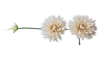 Aufkleber - A group of faux flowers that have a lifelike appearance. The petals are layered and overlap giving the illusion of depth. The flowers have a soft velvety texture and are attached