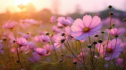 Canvas Print - field light pink flower