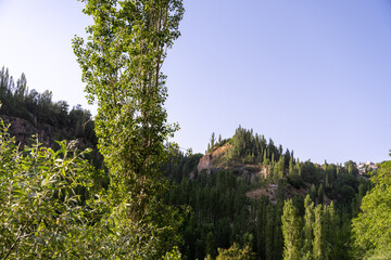 A tree is in the foreground of a forest with a mountain in the background