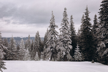 winter forest in the snow