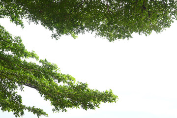 Wall Mural - big tree with green leaf on white sky in springtime
