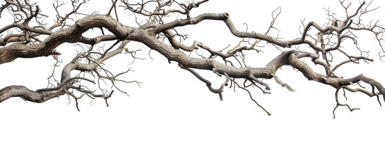 tangled tree vines with twisted branches