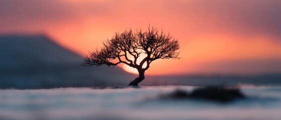 Wall Mural -  A solitary tree stands in the heart of a snow-covered field as the sun sets in the distant horizon