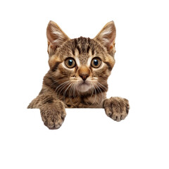 Cute striped kitten with big eyes looking over a ledge on a transparent background