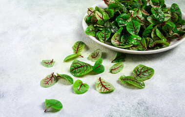 sorrel bloody Mary, fresh baby sorrel leaves, with red veins, micro-greens, on a plate,