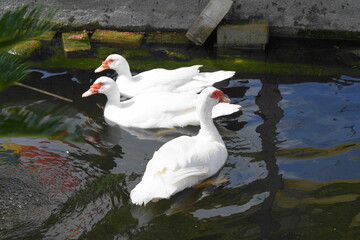 Wall Mural - Cairina moschata, commonly known as the Muscovy duck, is a large species of duck native to Mexico, Central, and South America. It is notable for its distinctive appearance and domestication.|番鴨