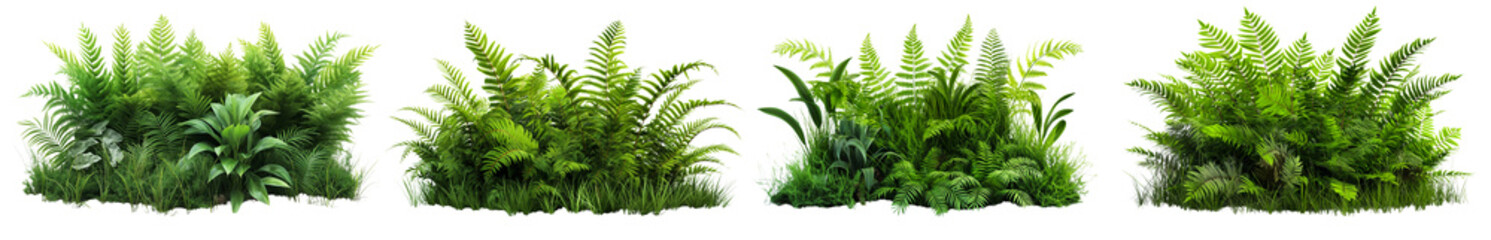 Poster - realistic bush of broadleaf ferns and grasses isolated on transparent or white background
