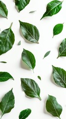 Wall Mural - Green leaves pattern on white background, nature concept