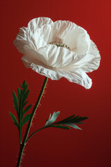 Wall Mural - Close-up of a white poppy in a glass vase, set against a solid red background for bold contrast,