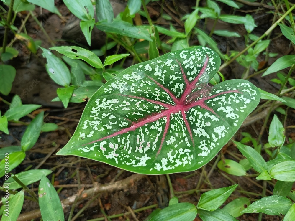 Caladium bicolor, called Heart of Jesus, is a species in the genus ...