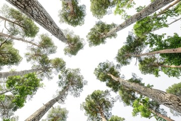 Aufkleber - A group of tall pine trees standing together in a dense forest, perfect for outdoor scenery or nature-themed projects