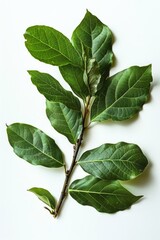 Poster - A close-up shot of a branch from a tree with lush green leaves