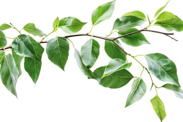Poster - A close-up shot of a tree branch with lush green leaves, perfect for nature-inspired designs and concepts