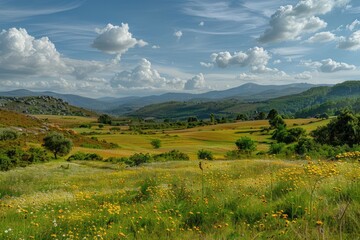 Wall Mural - A sunny day scene with a field of yellow flowers and distant mountains