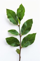 Poster - Close-up of a green leaf branch on a white surface, ideal for use as a design element or illustration in various contexts