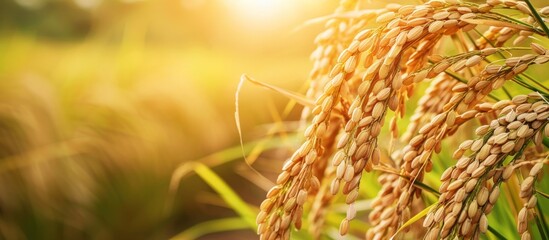 Sticker - Golden Rice Field in the Sunset Light