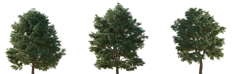 Wall Mural - set of 3 tilia tomentosa (silver linden in the us and silver lime in the uk) frontal set street tree