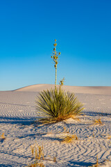 Wall Mural - Yucca in White Sands National Park