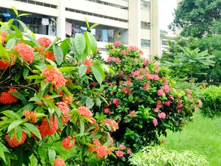 Two small flowering plants in the garden with flowers