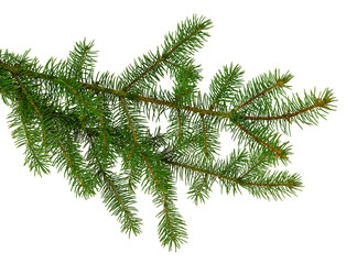 pine branch / pine-tree twig. spruce . fir-tree. decoration for new year and christmas, xmas festive