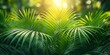 © Neuro architect - 緑のヤシの葉と葉の間から太陽光線が差し込みます。コンセプト: 自然、熱帯、緑、照明。