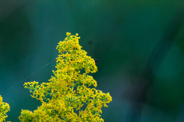 yellow flower in the wind