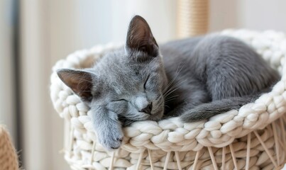 russian blue cat is sleeping in a white Creel