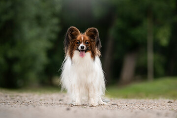 Wall Mural - Papillon dog breed in the nature