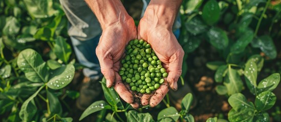 Wall Mural - Green Peas Harvest