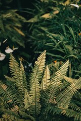 Wall Mural - Close-up of lush green ferns in a garden setting