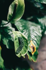 Wall Mural - Close-up of green leaves with intricate textures and patterns in natural light