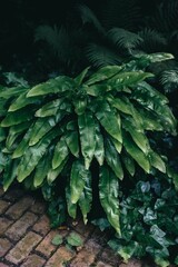 Wall Mural - Close-up of lush green fern leaves in a garden with a brick pathway