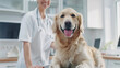 © ksu_ok - A joyful golden retriever being examined by a smiling veterinarian in a clinical setting, capturing a moment of care and affection.