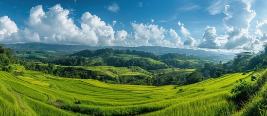 Wall Mural - Rice Terraces Under Blue Sky and White Clouds