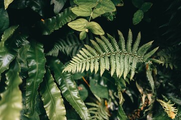 Wall Mural - Close-up view of lush green tropical foliage with various types of leaves in a natural setting.